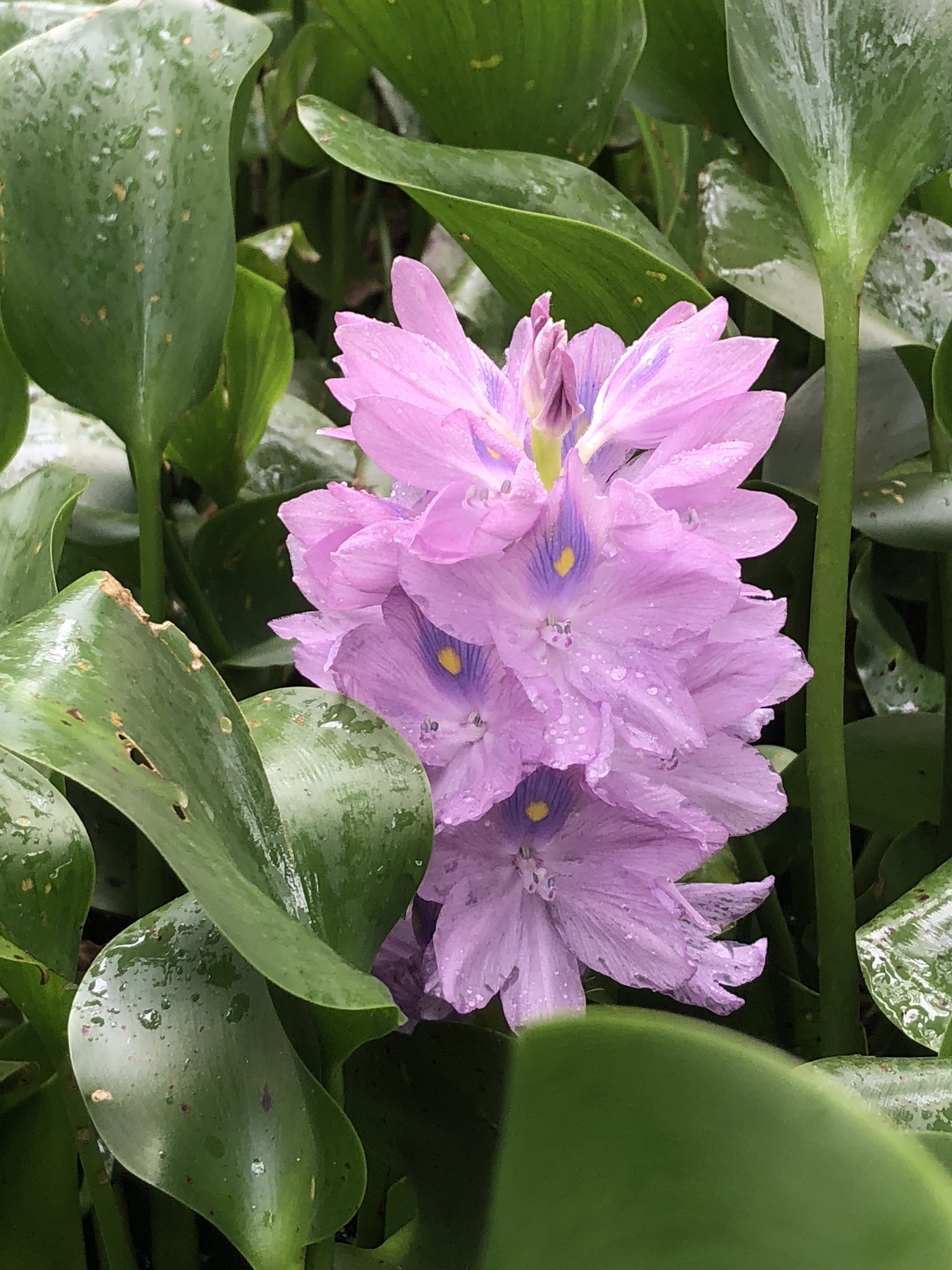 Water Hyacinth (Pontederia crassipes)